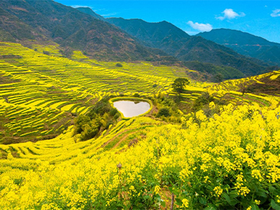 篁嶺梯田油菜花海、廬山、三清山純玩雙飛六天
